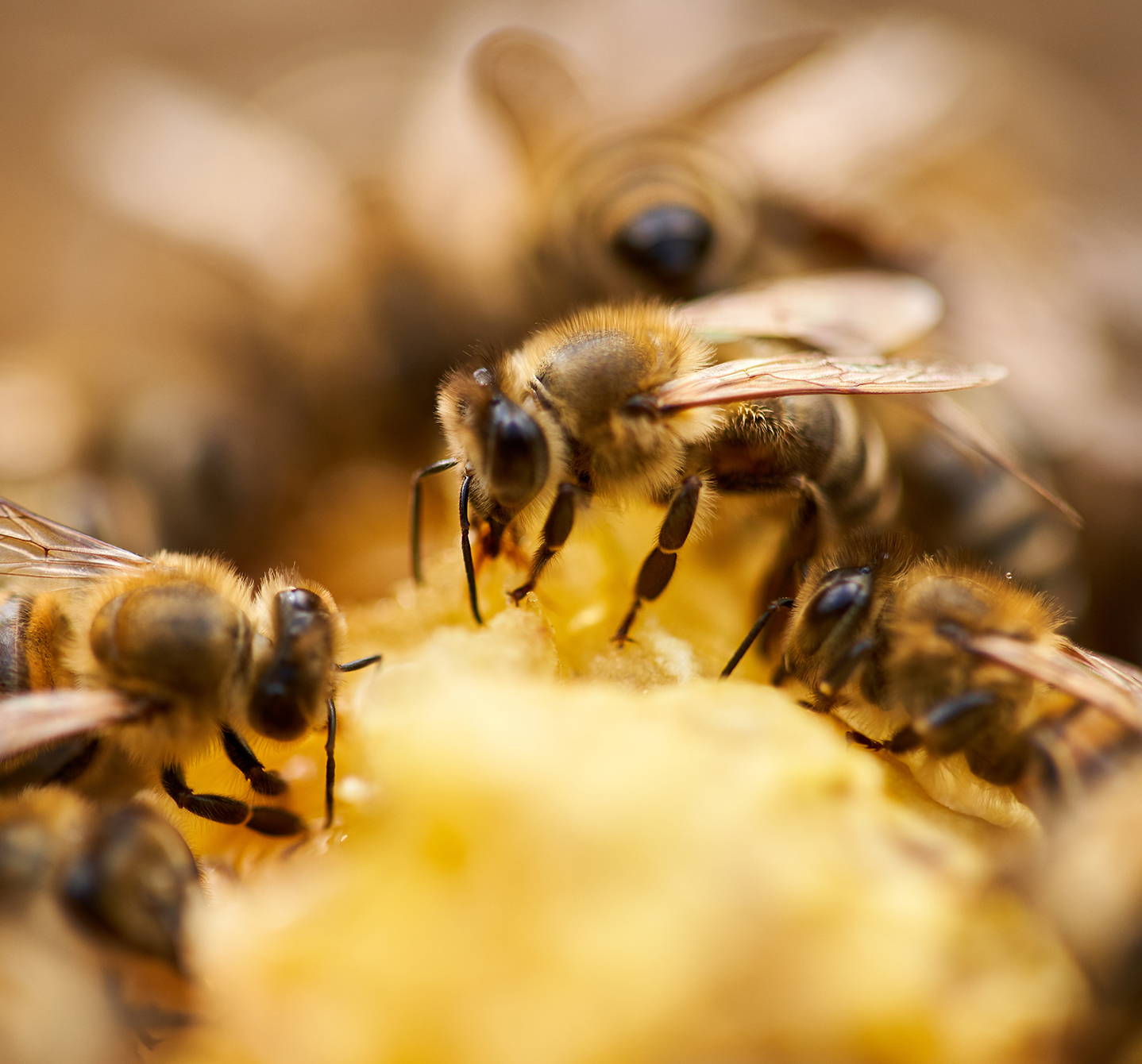 Čo je alergia na bodnutie včely? Tieto včely zbierajú nektár. Jed z ich žihadla môže u niektorých ľudí spôsobiť alergickú reakciu