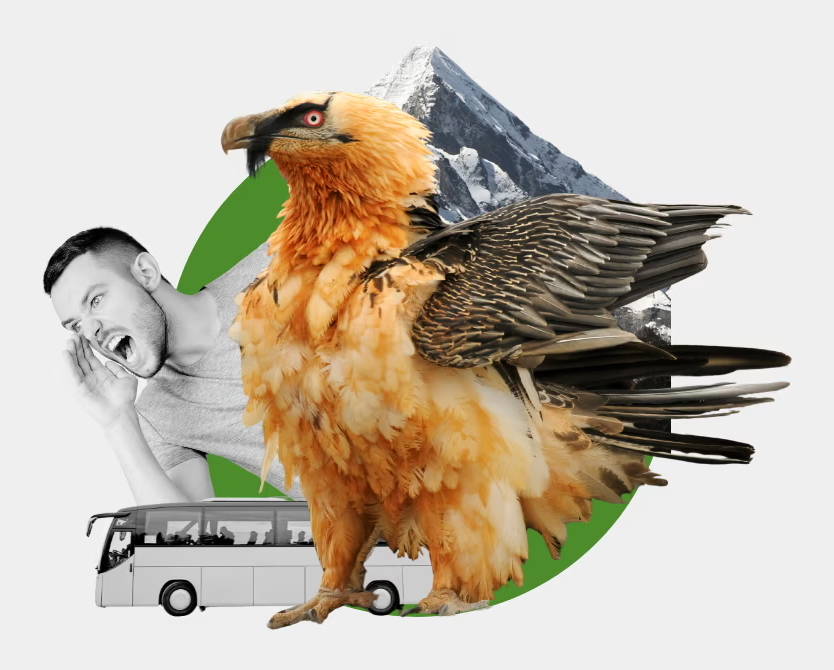 collage of Bearded Vulture in the himalayas with a tour bus and a man screaming