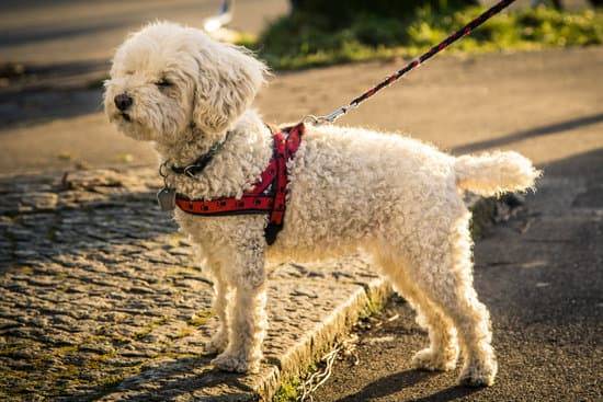 A small dog stands attentive while in a red harness and on a leash