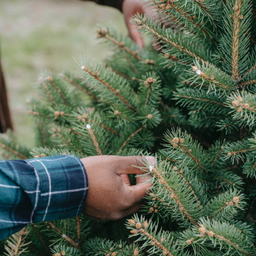 How to Fluff Branches on an Artificial Tree