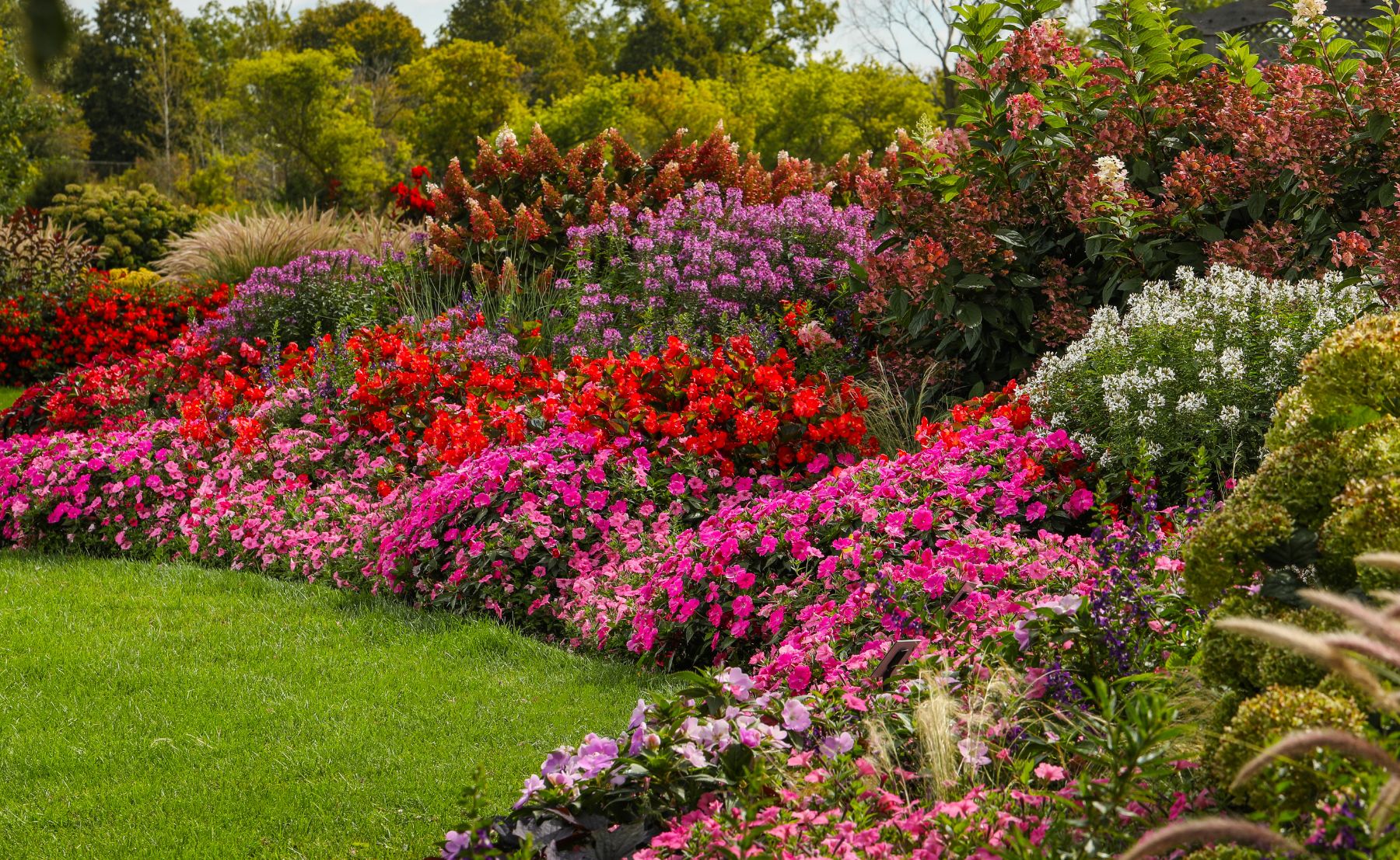 Photo of Proven Winners Garden Display of Begonia, Supertunia Jazzberry, Surefire Red