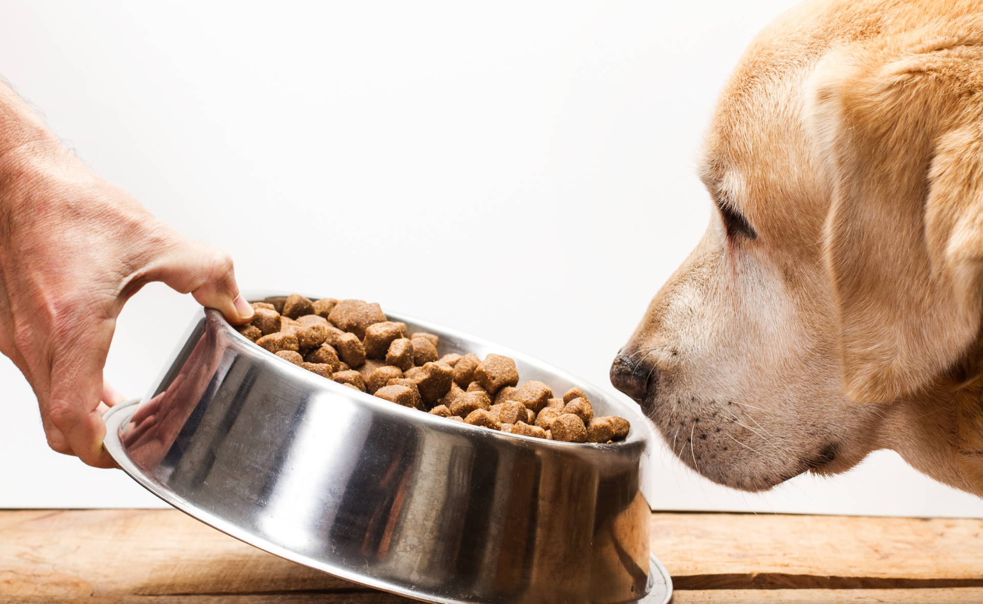 Dog smelling food. Why is my dog not eating but drinking water. 