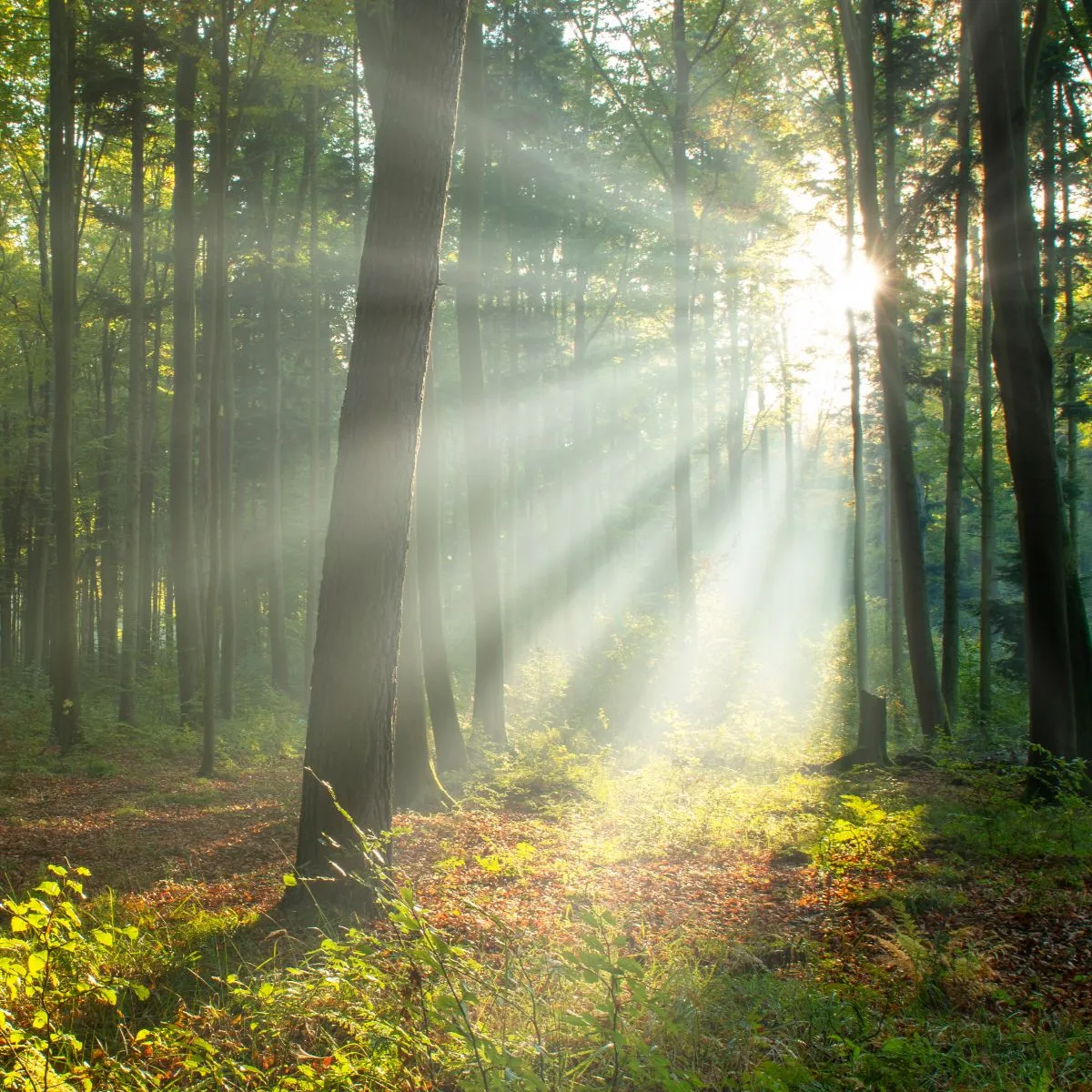 Sunlight breaking through a wooded forest.