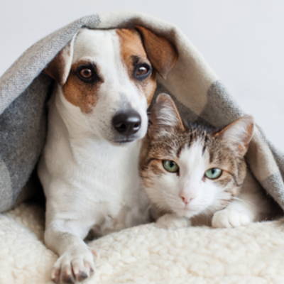 carign for pet