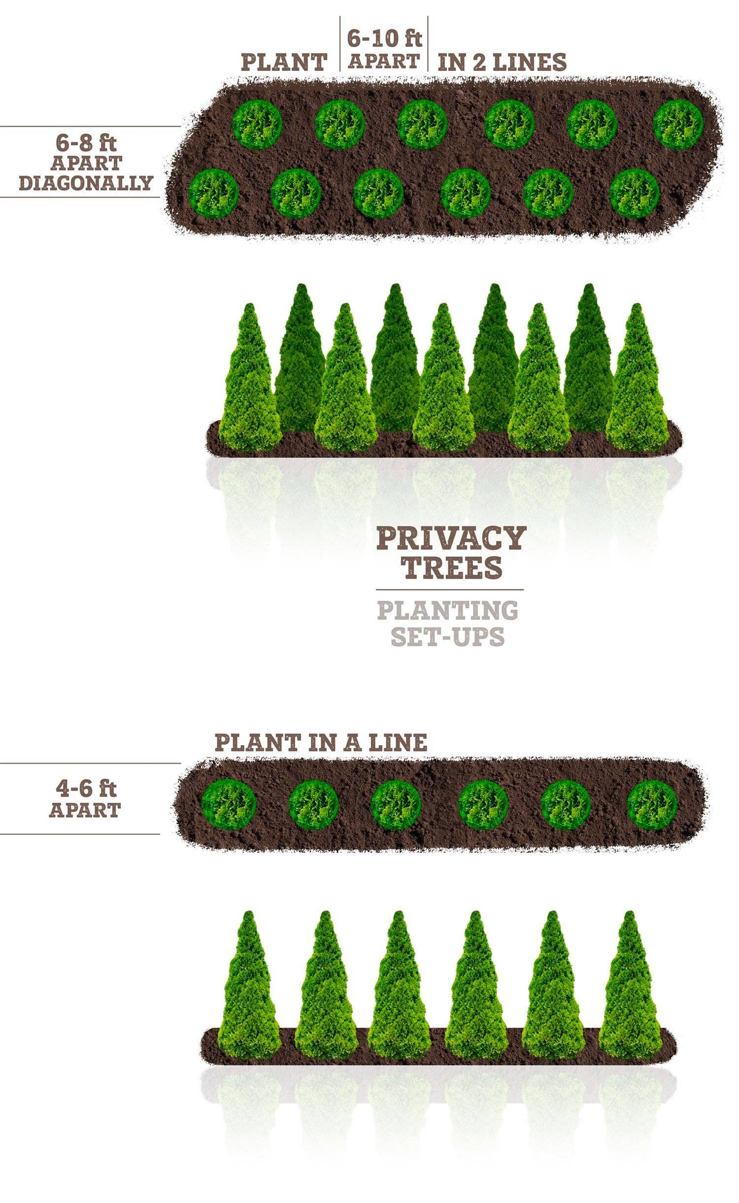 Privacy Trees Fast Growing Privacy Trees Plantingtree Com
