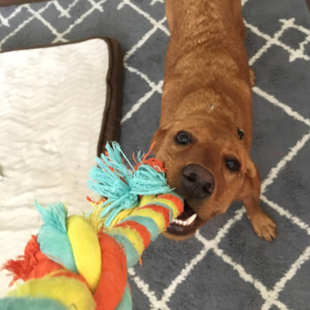 A red labrador on a blue carpet playing tug-of-war with a colorful rope.