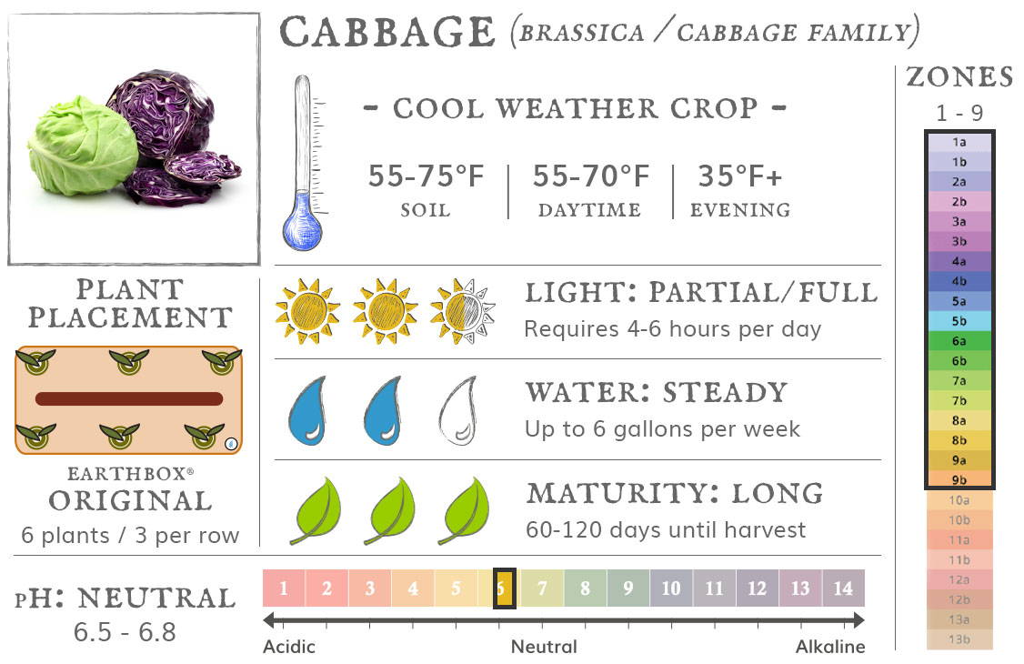 Cabbage is a cool weather crop best grown in zones 1 to 9. They require 4-6 hours sun per day, up to 6 gallons of water per week, and take 60-120 days until harvest. Place 6 plants, 3 per row, in an EarthBox Original