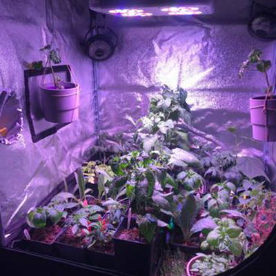 An LED grow light growing plants inside of this grow tent.