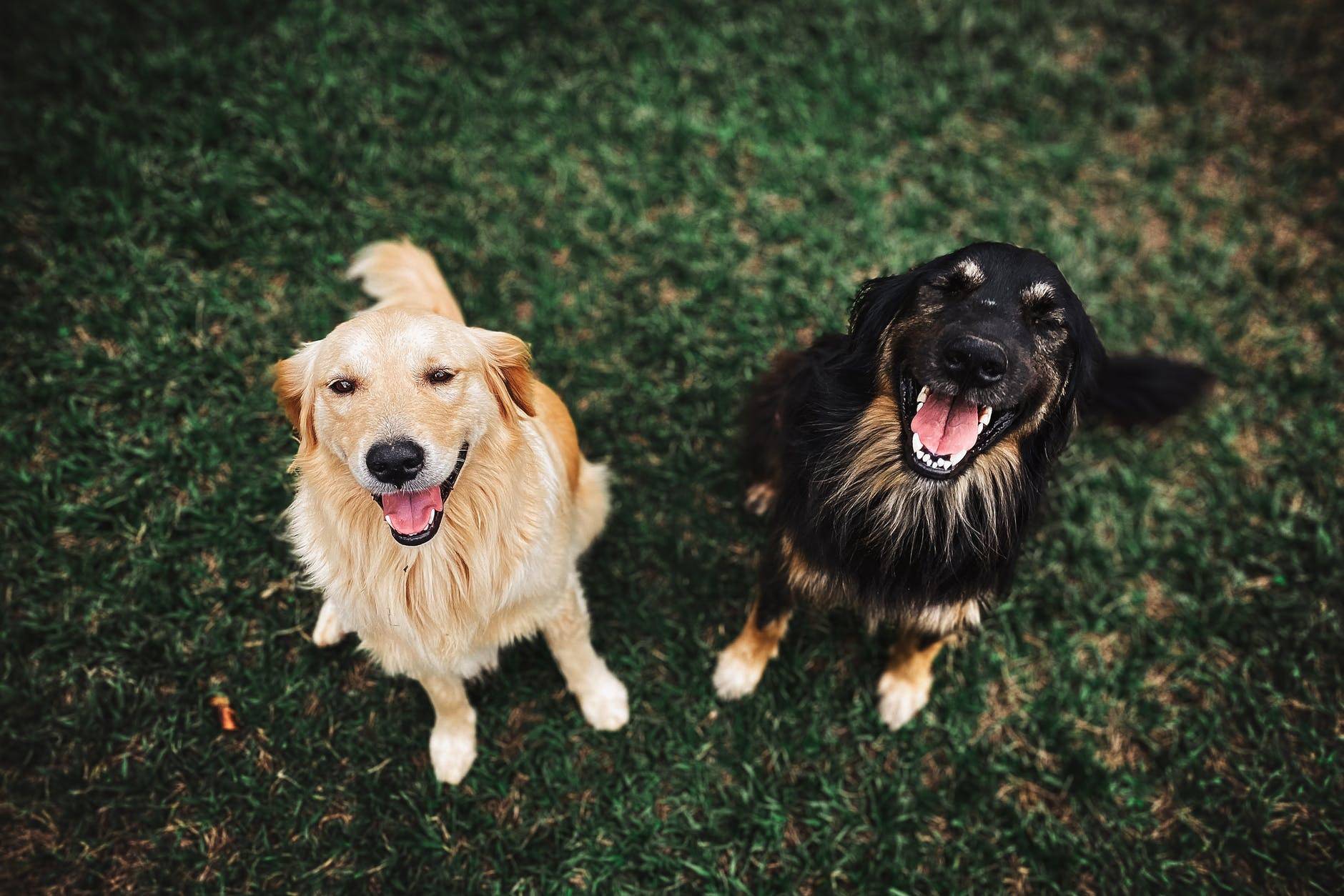 German Shepherd Golden Retriever Mixes come from a great working dog background