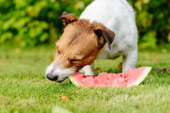 Are Dogs Omnivores? A Veterinarian Tells All! - SitStay