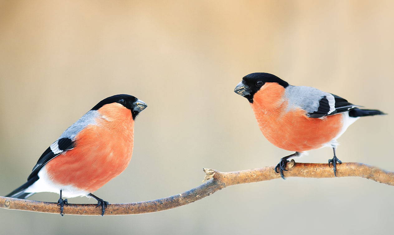 Bullfinches perched on tree branch