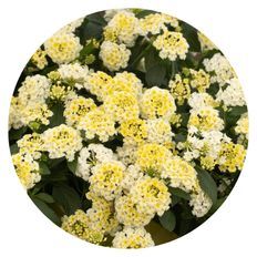 Photo of Luscious® Vanilla Breeze™ Lantana