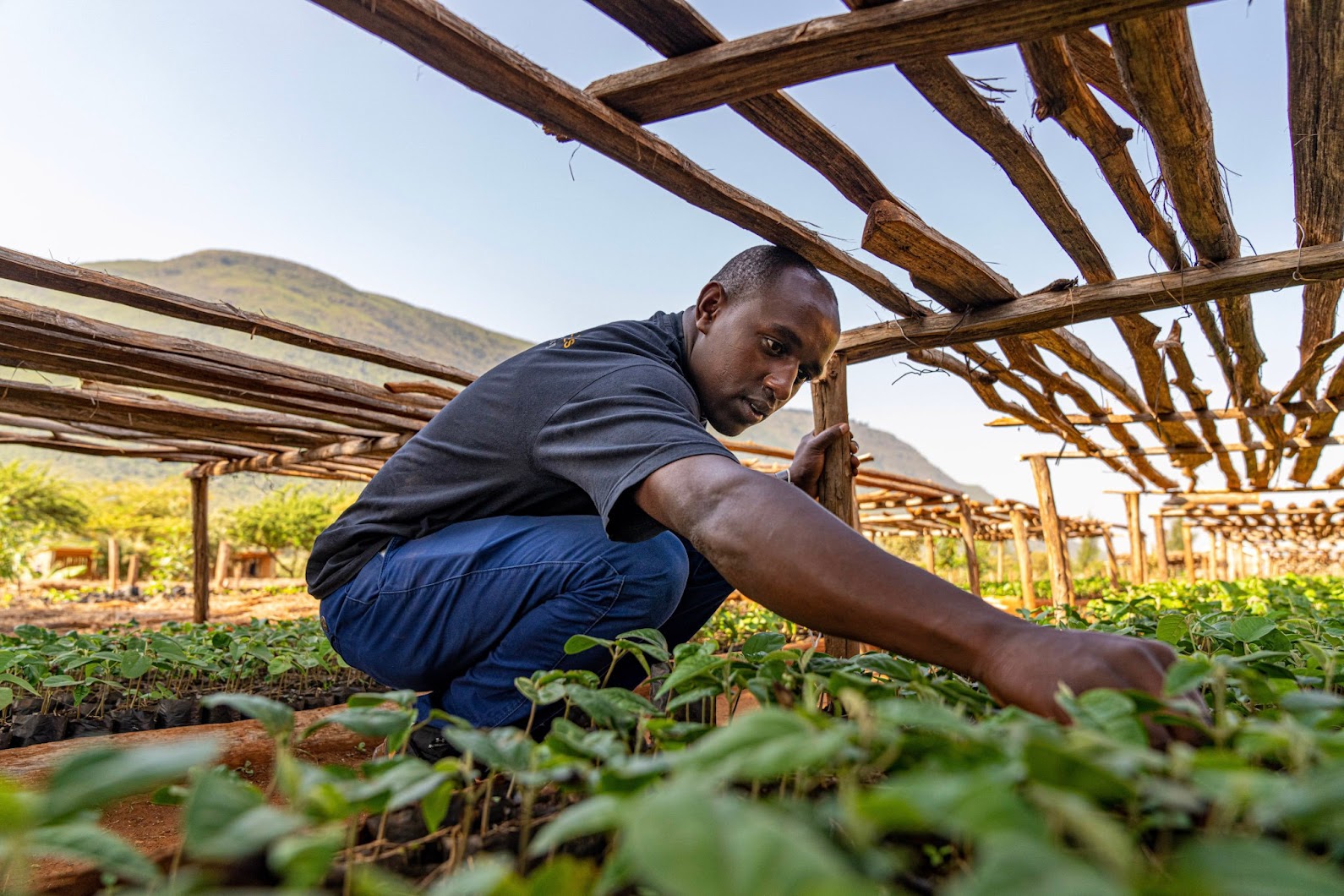 Man tending to plants in a greenhouse setting.