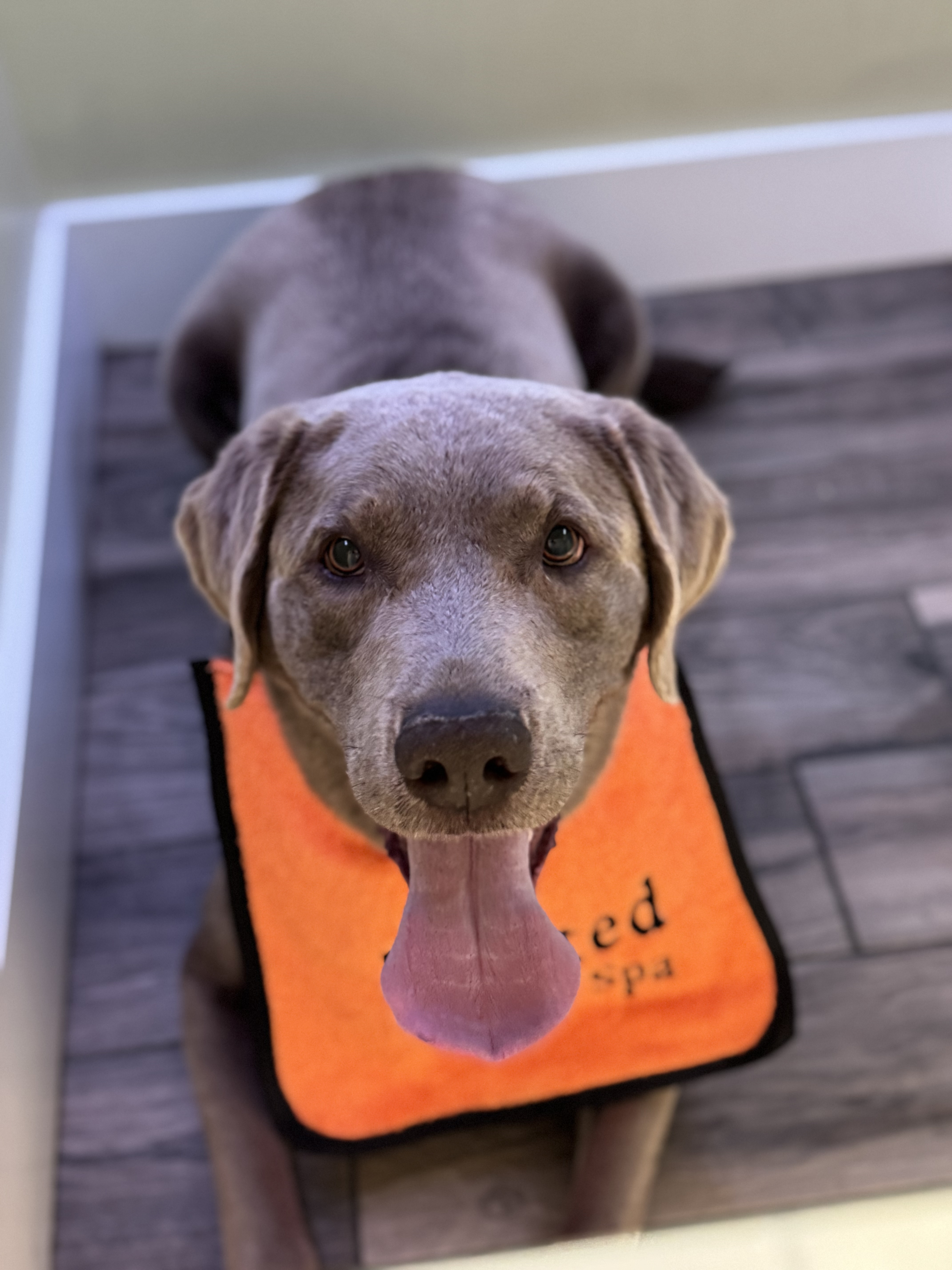 Short-coated gray dog wearing a Treated bandana