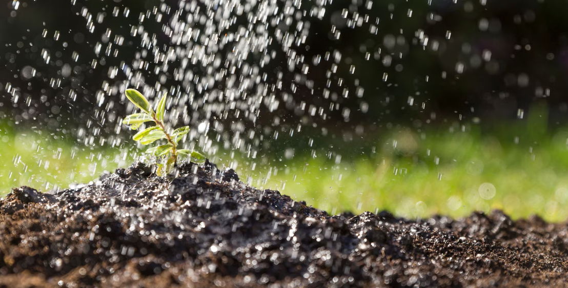 A small plant being watered in rich soil.