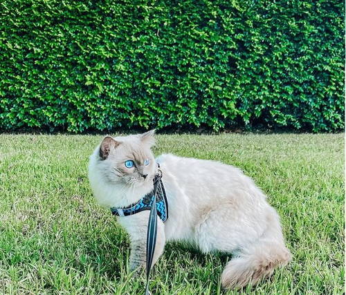 A cat in a leash and harness walking outside on grass