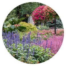 Photo of Proven Winners Plants