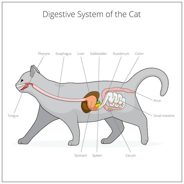 Illustration of the Cat Digestive System: Pancreatitis in cats