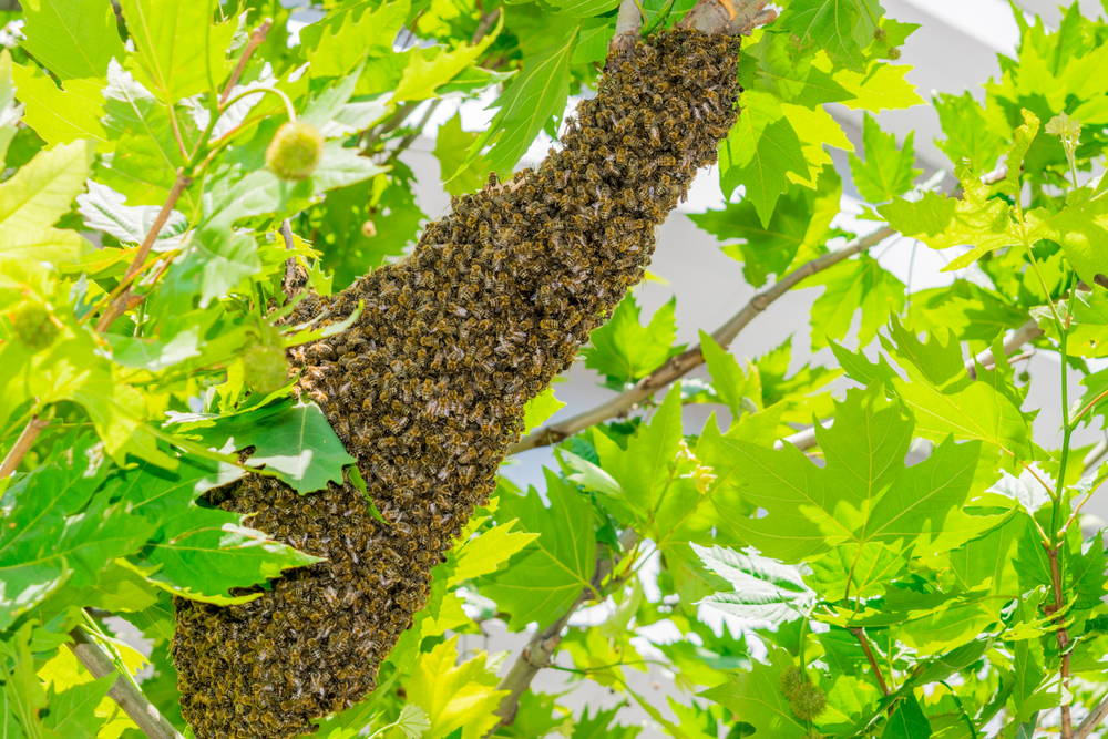 Bee Swarm