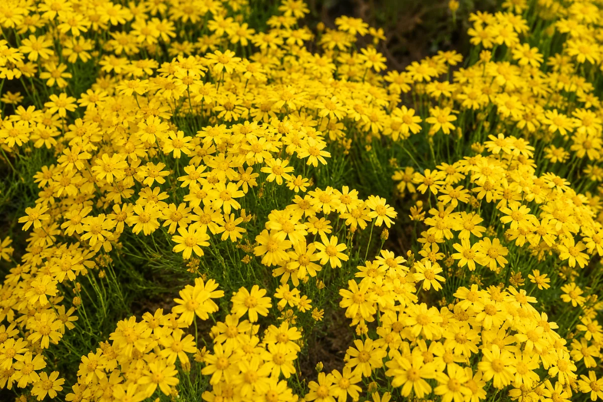 Damianita (Chrysactinia mexicana) forming a dense mound of bright yellow flowers, a compact evergreen shrub perfect for Arizona xeriscape borders and rock gardens.