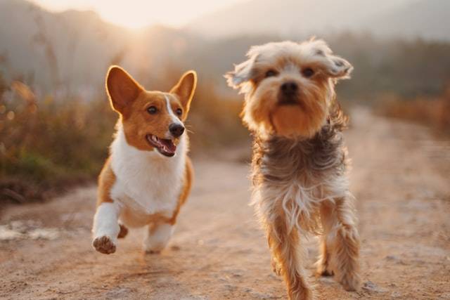 2 Small Dogs Running