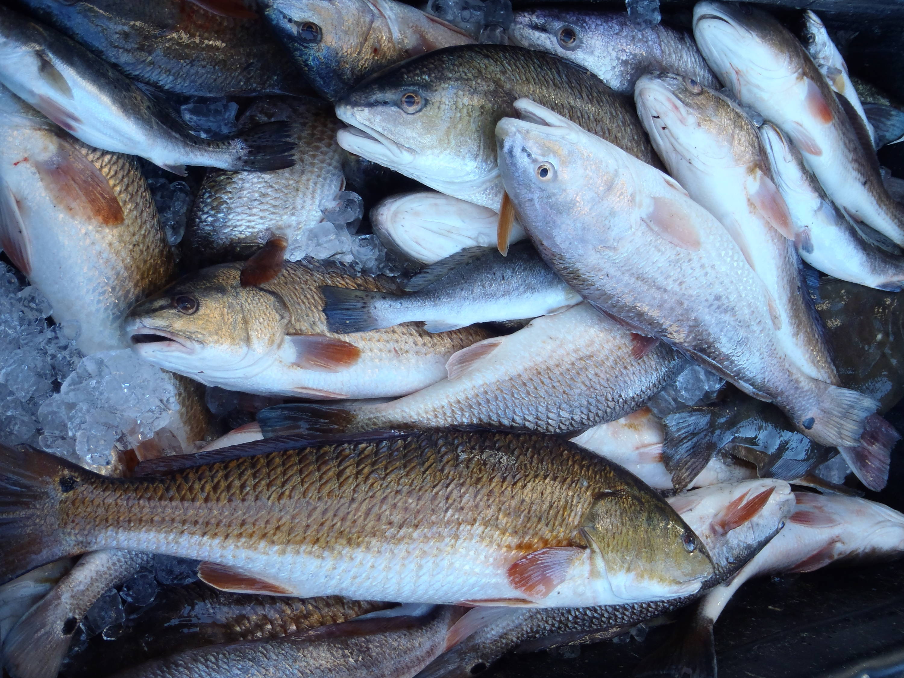 Caught fish are kept for the fish fry.