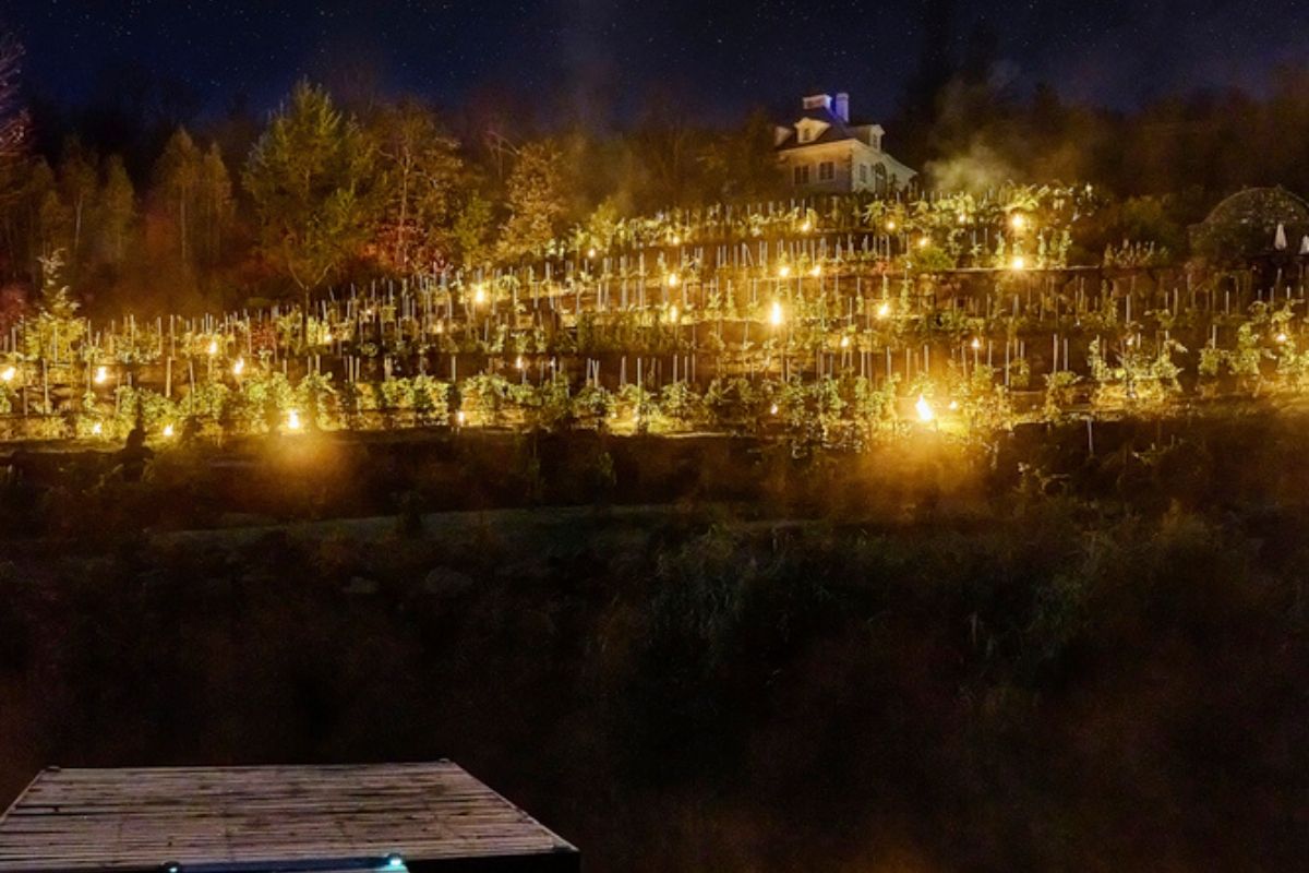 Vineyard Vigil: Candles Against the Frost by Audrey Laferrière 