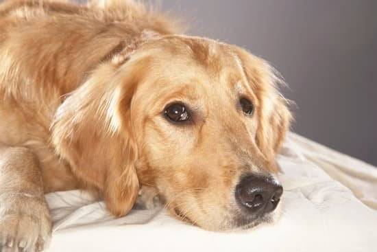 a tired golden retriever lays downs on a white sheet with a grey background