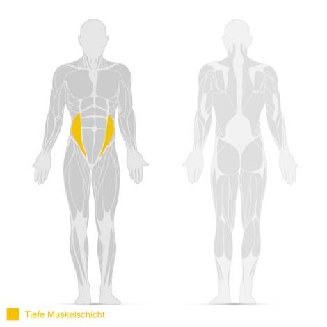 Darstellung des Schrägen inneren Bauchmuskels