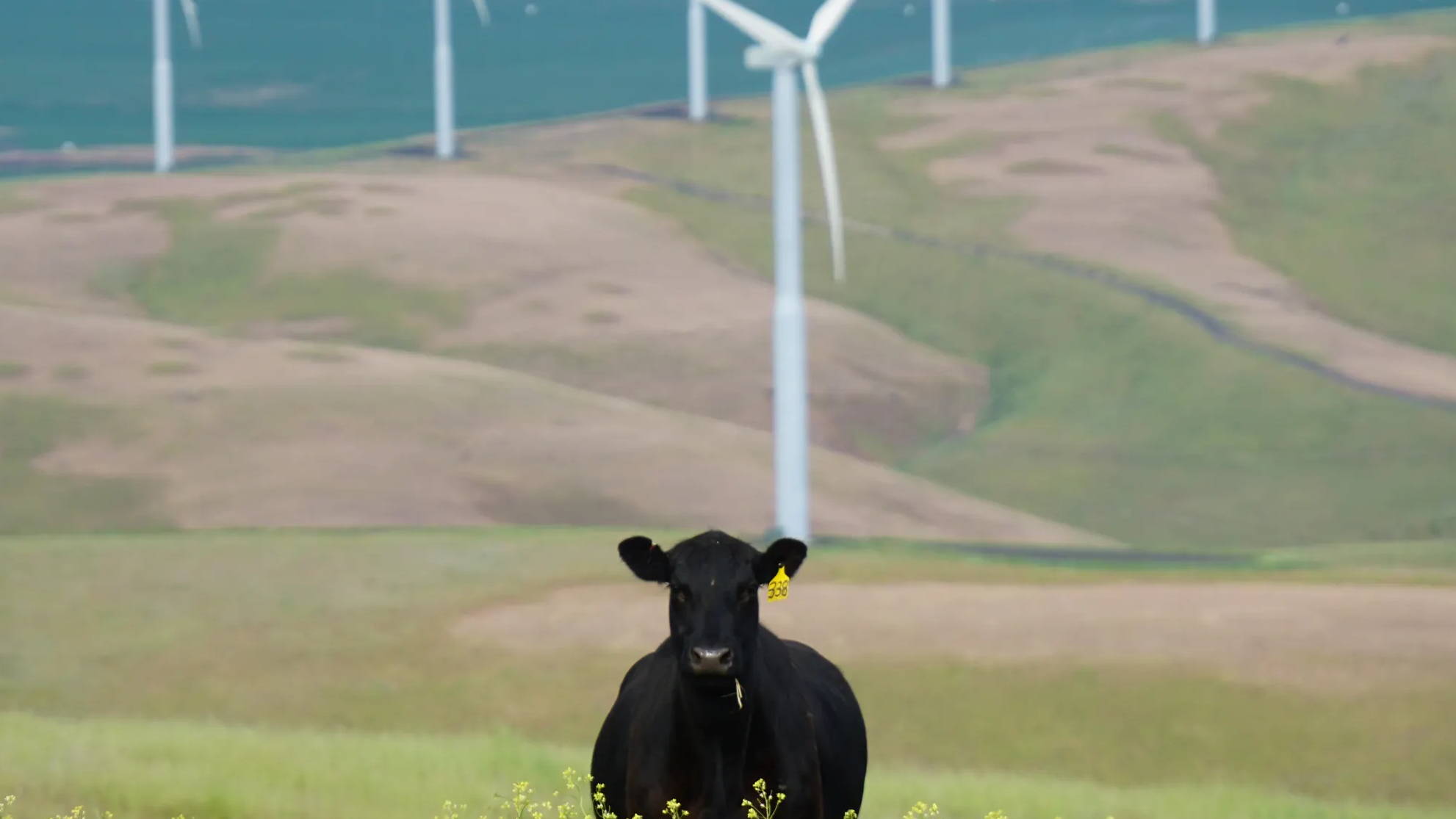 How do CCTV cameras help farmers?