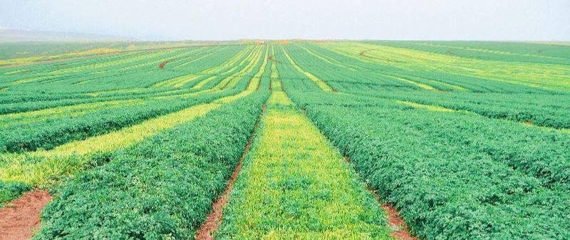 bright green fields of parsley in israel