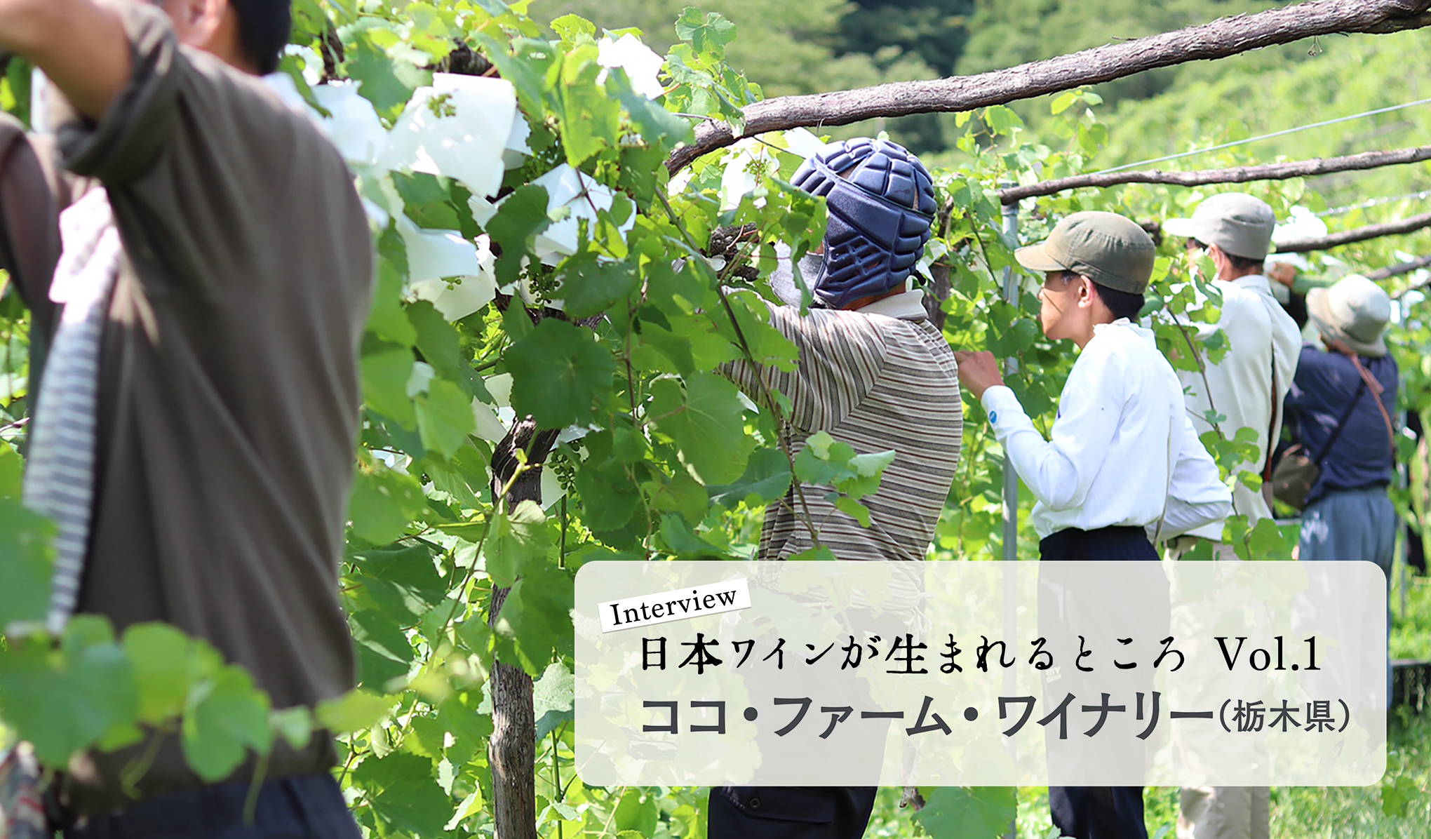 シリーズ・日本ワインが生まれるところ 。栃木『ココ・ファーム・ワイナリー』にインタビュー！