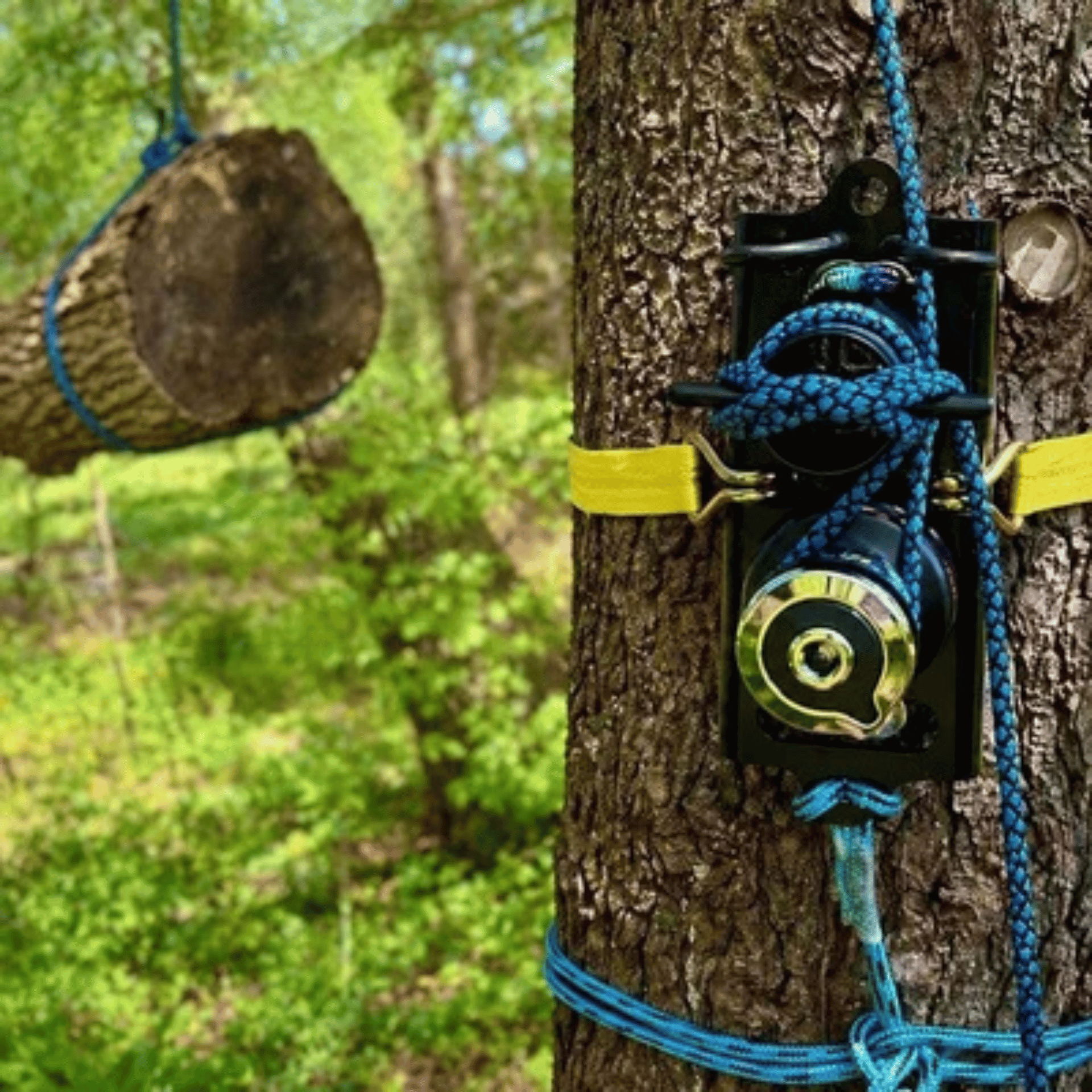 A tree with a pulley system and a log suspended nearby.