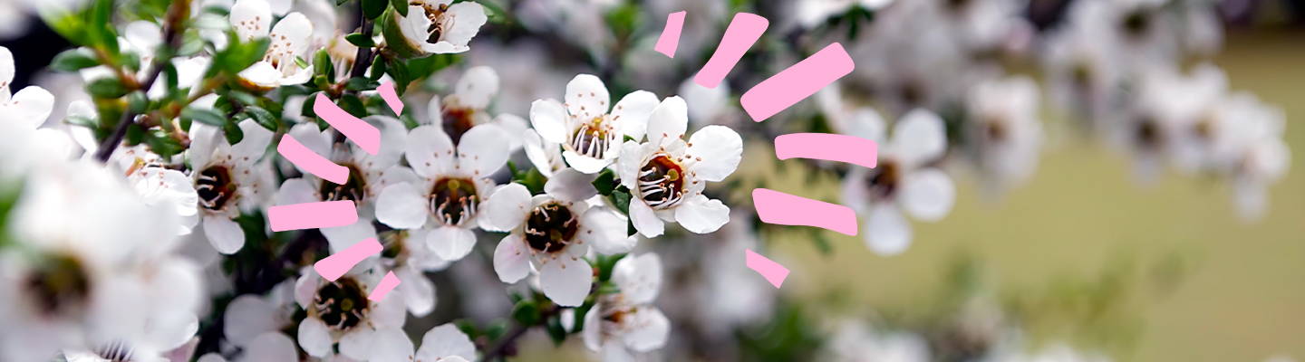 Manuka Flowers- Babo Botanicals