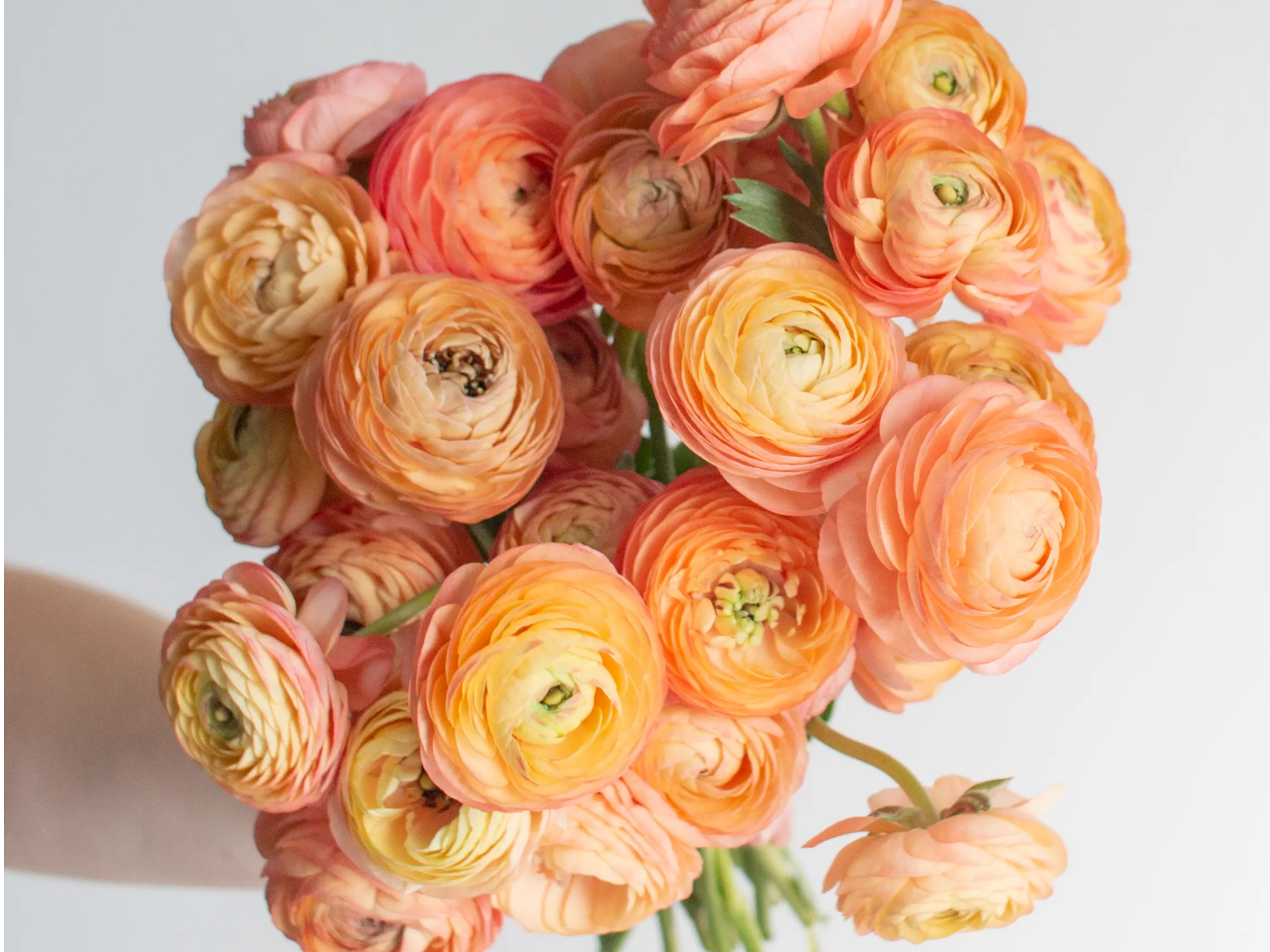 peach ranunculus mixed box