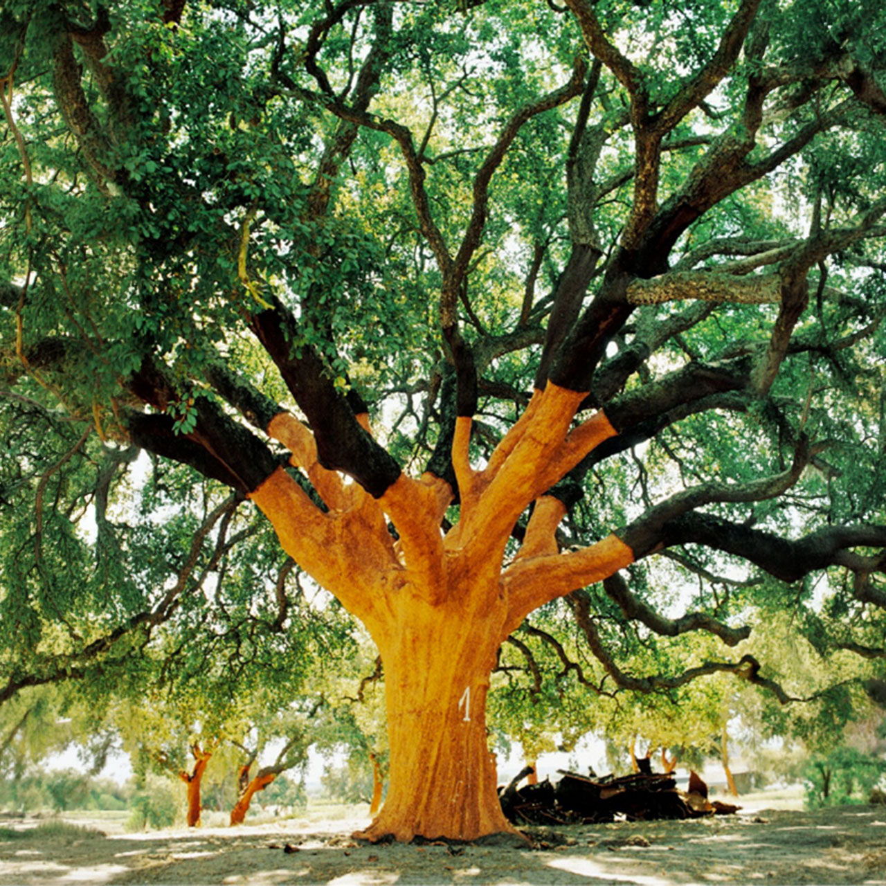 A large tree with vibrant orange bark and lush green leaves.