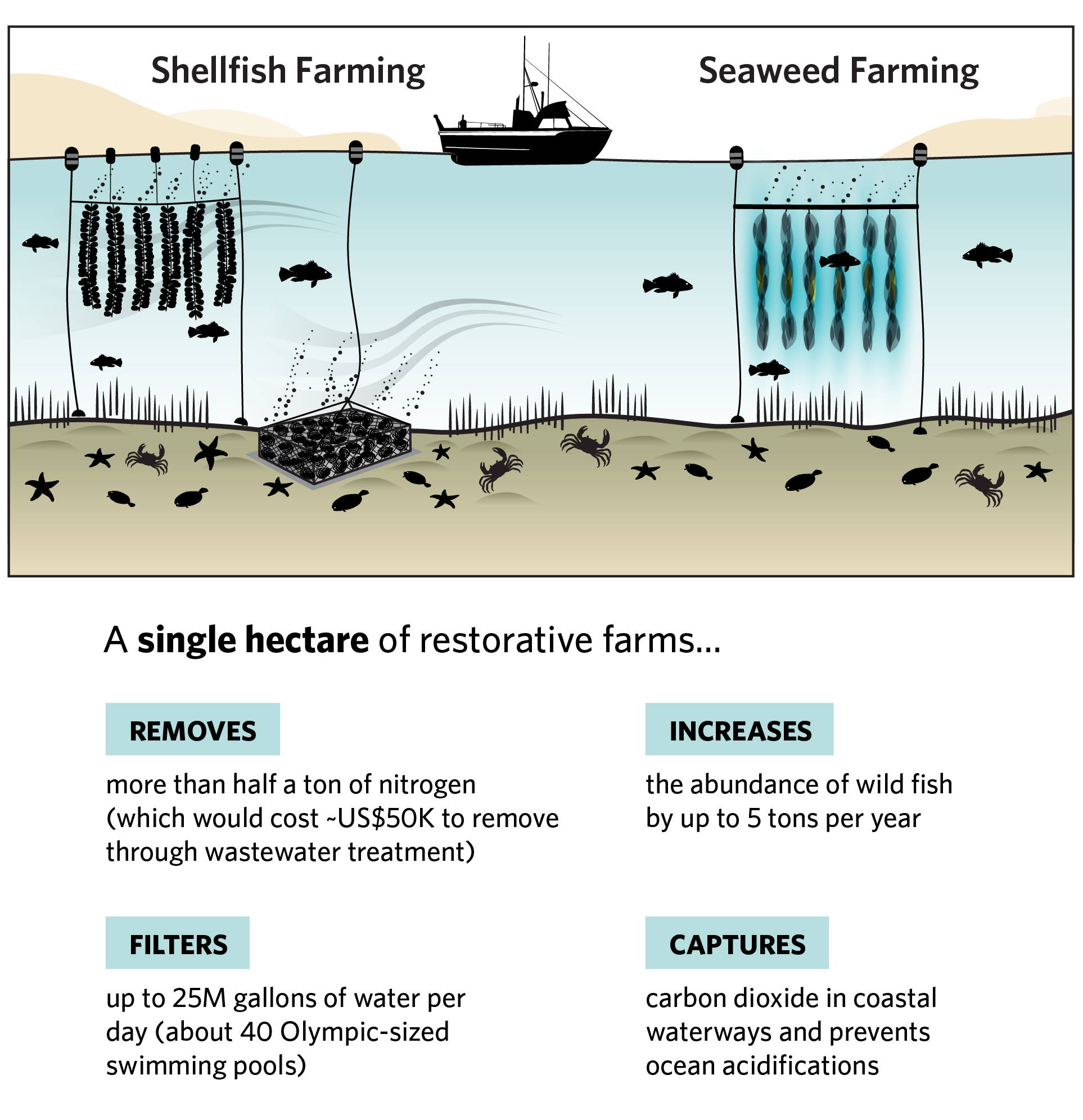 the nature conservancy shellfish and seaweed farming graphic