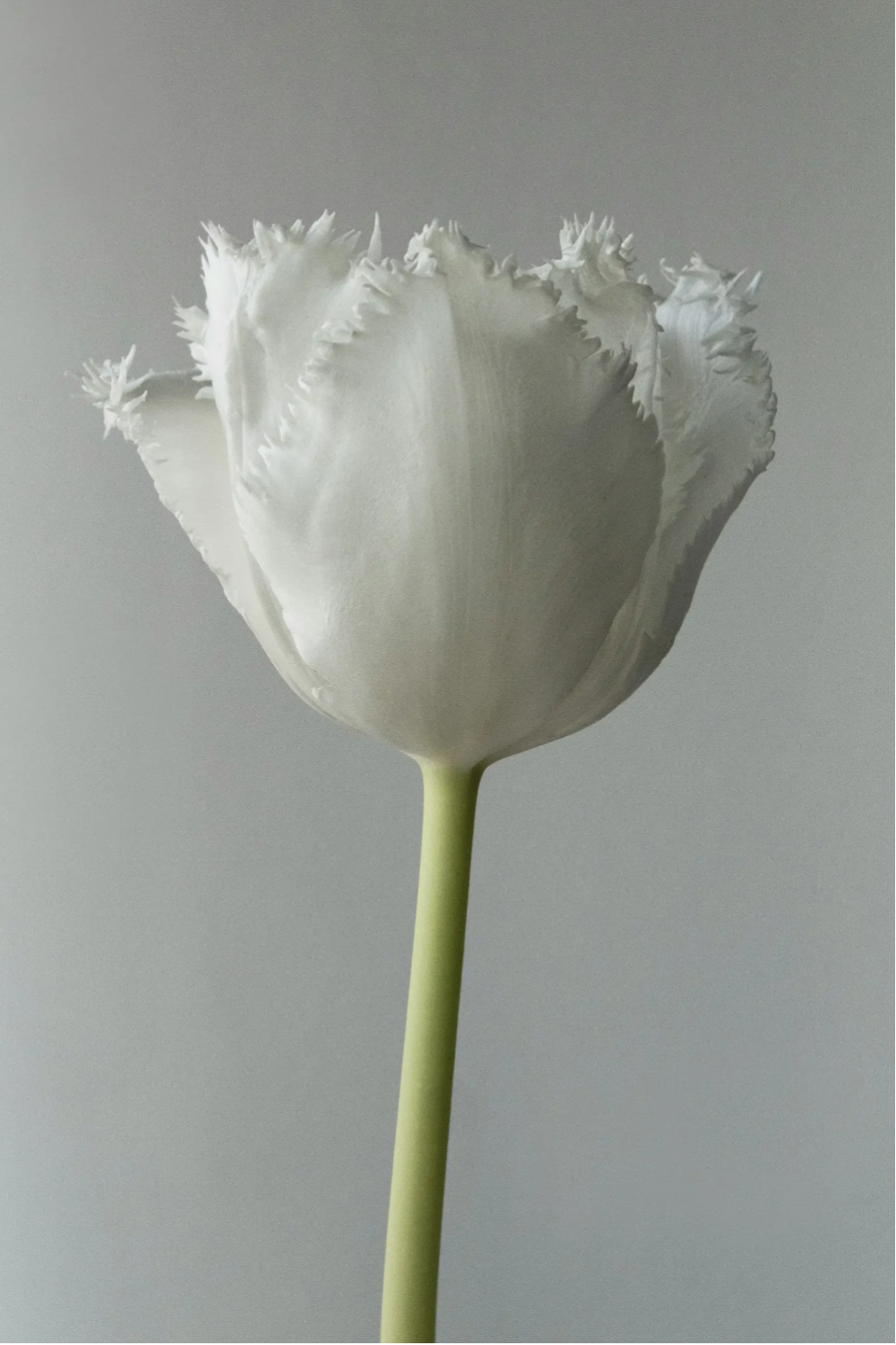 A bright white flower