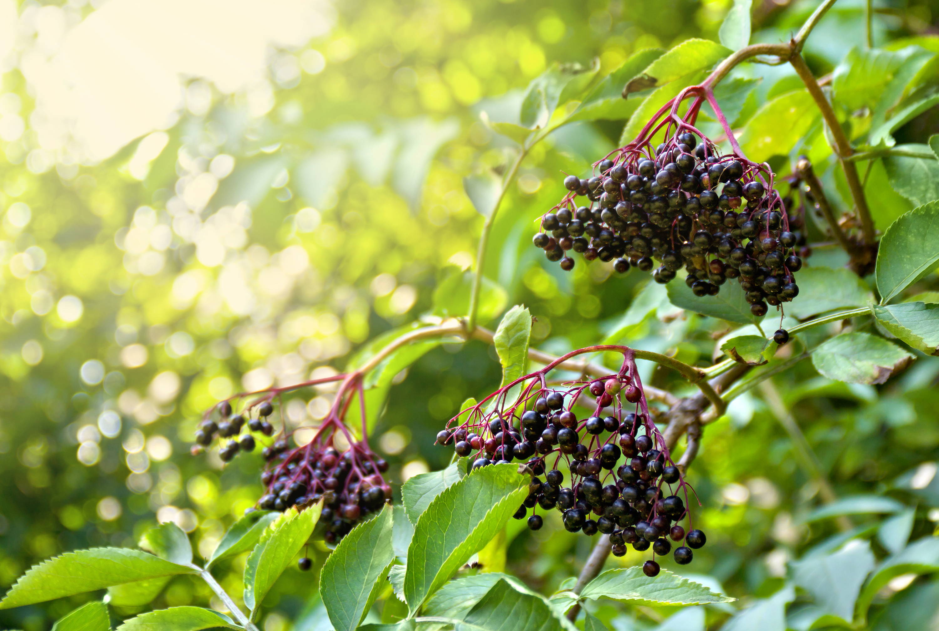 Elderberry (Sambucus) with ripe berries on their branches.