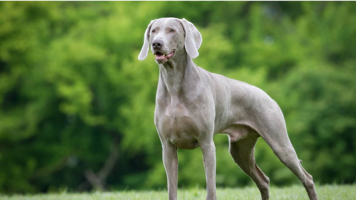 A grey Weimaraner dog stands in front of greenery