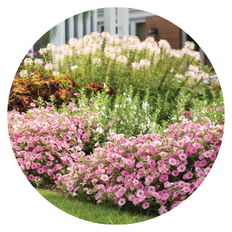 Pink Bubblegum Supertunias planted in a garden