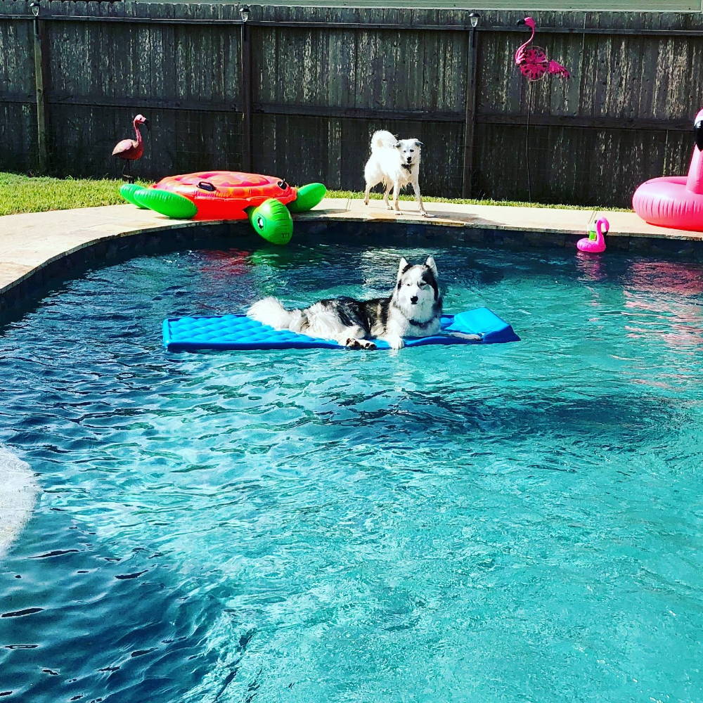 husky floating in pool
