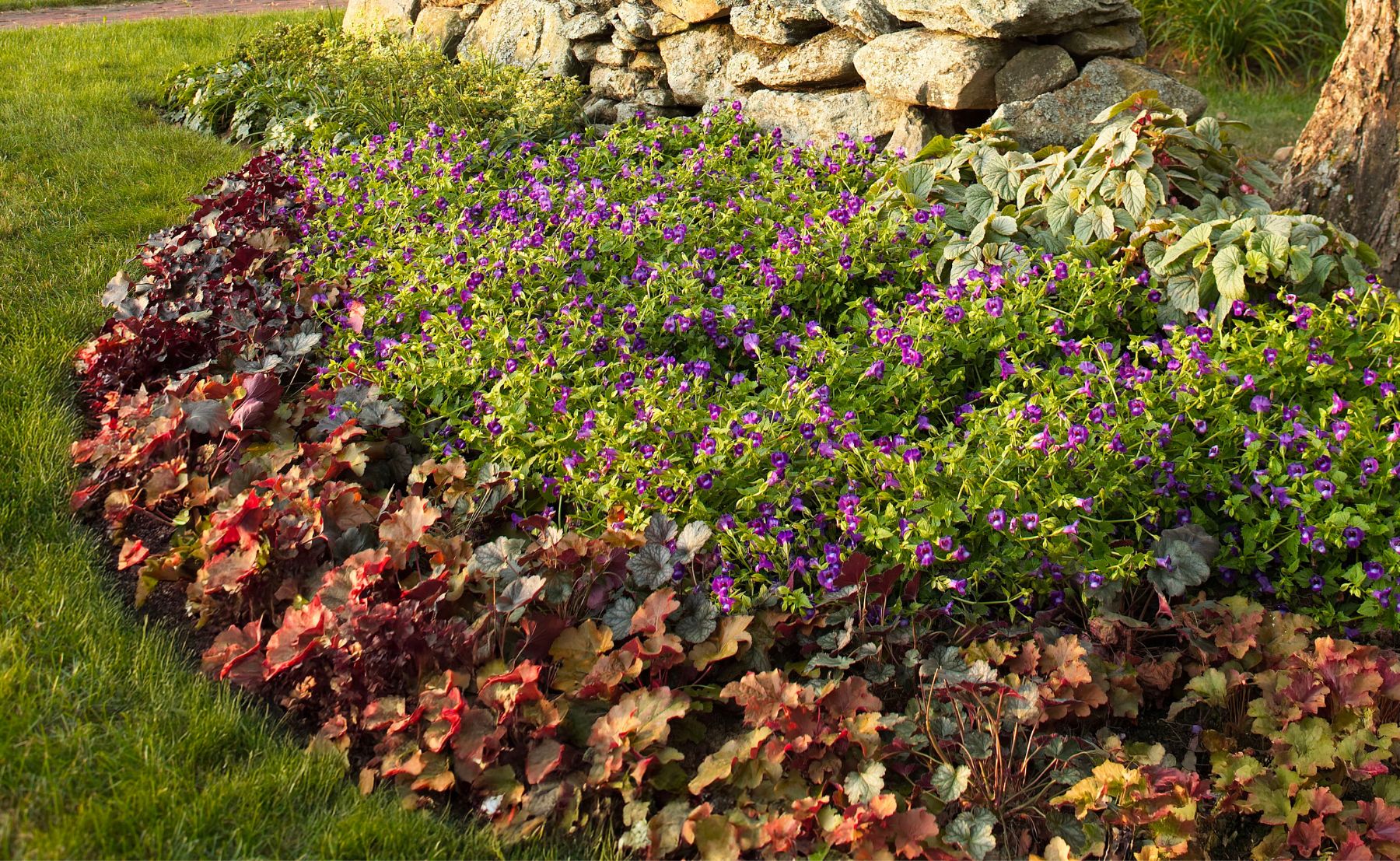 Landscape photo scene of Dolce® Toffee Tart and Catalina® Pink