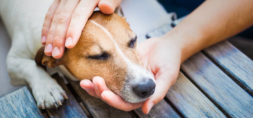 Image of a dog ​​receiving affection from its owner.