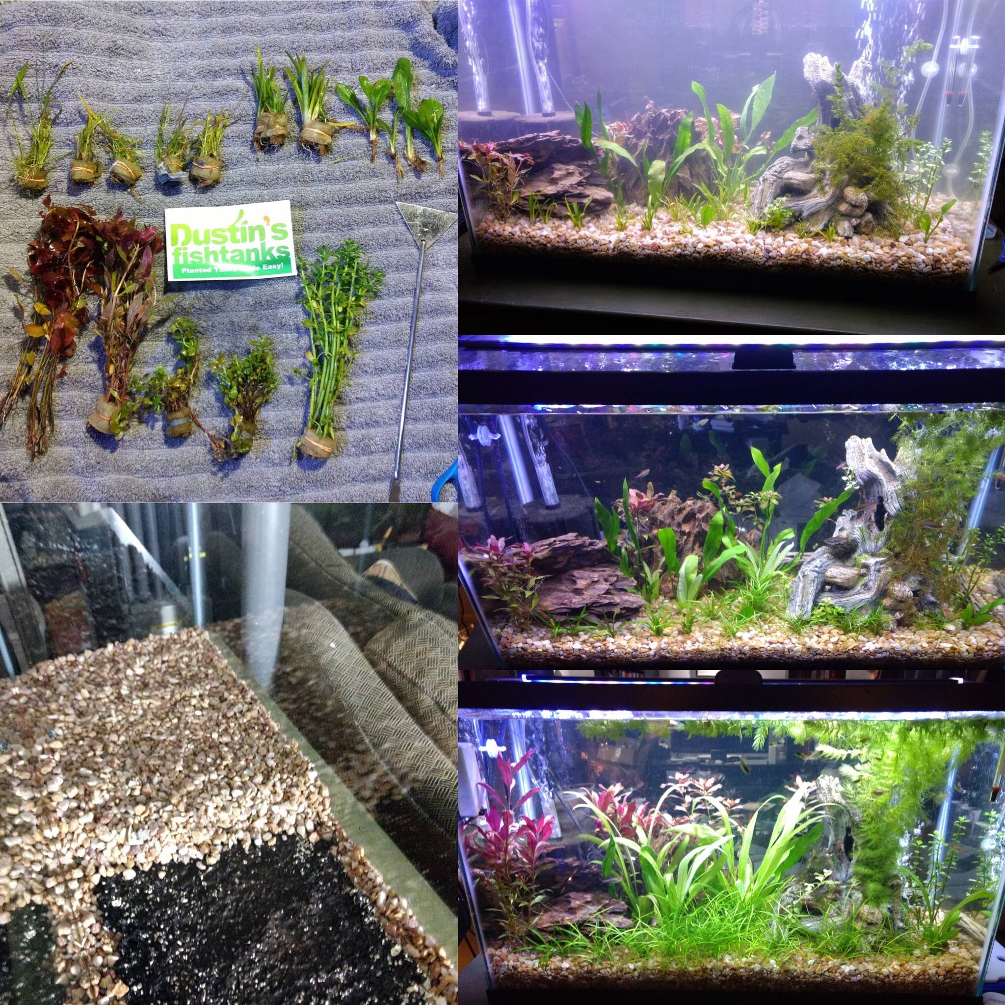 put some plants to design your aquarium  Freshwater aquarium plants, Live  aquarium plants, Planted aquarium