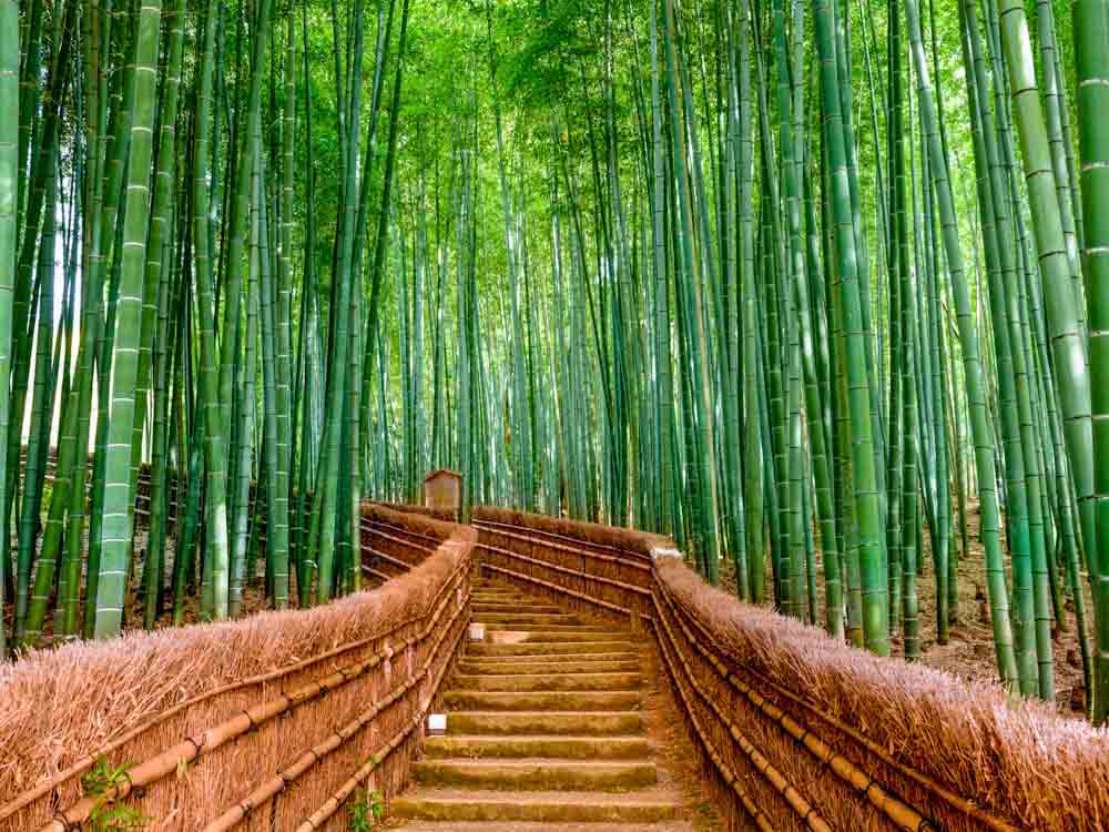 Bamboo along stairs