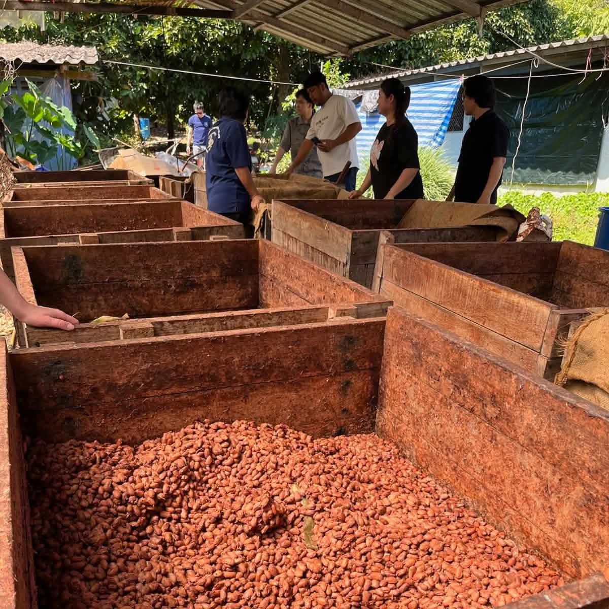 People working with wooden bins filled with cocoa beans outdoors.