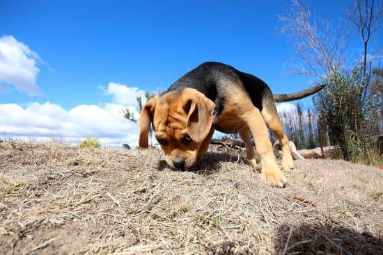 A brown and black puggle puppy stands atop a pile of brown dead grass and sniffs it as a blue sky and clouds are overhead