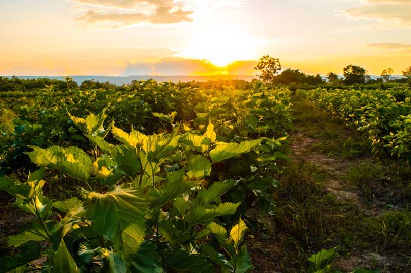 Mulberry leaves that make the finest Mulberry silk