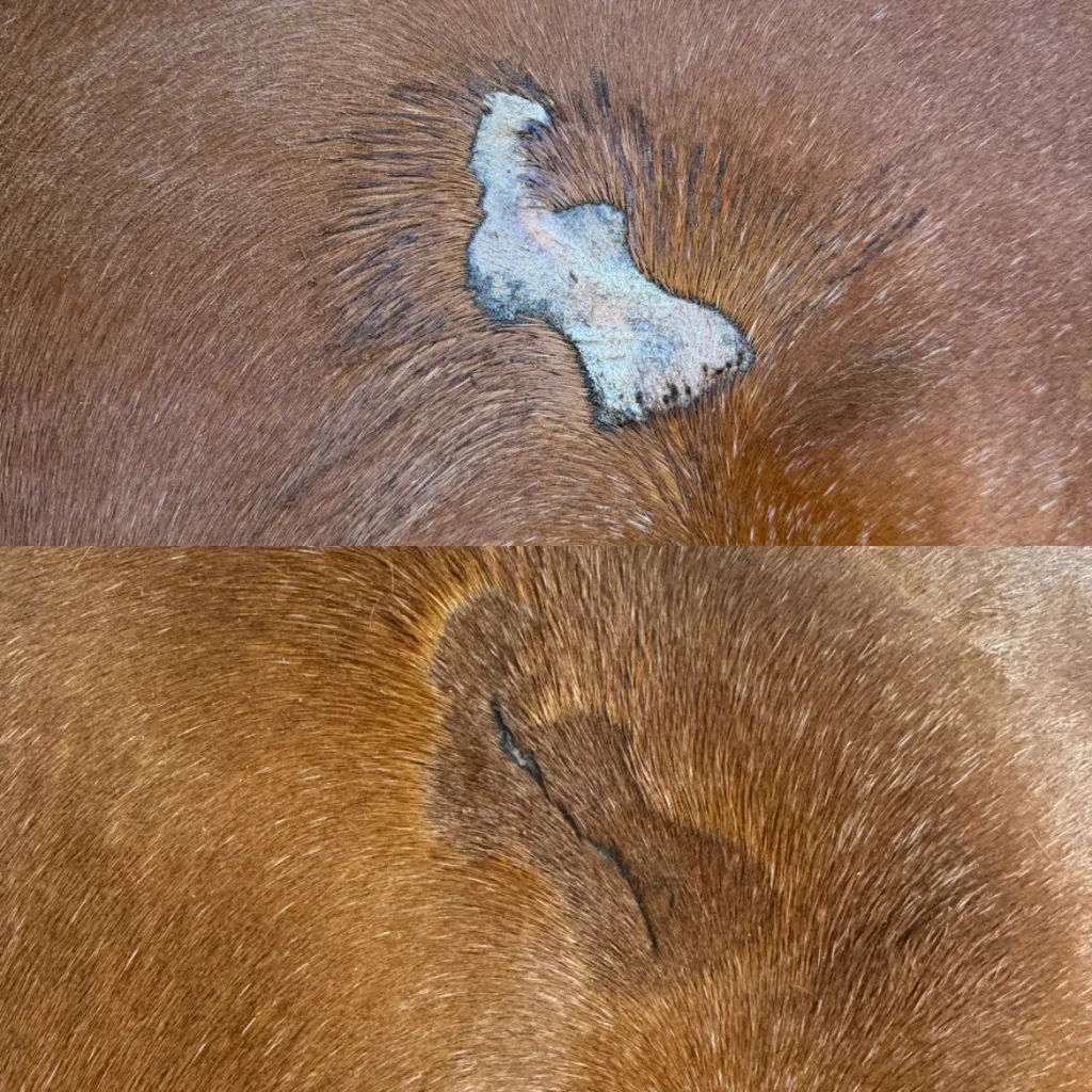 COLLAGEN & KELP Result_Haley Matosian